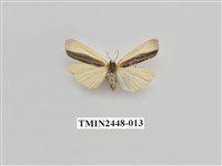 藏品(雙分苔蛾)的圖片